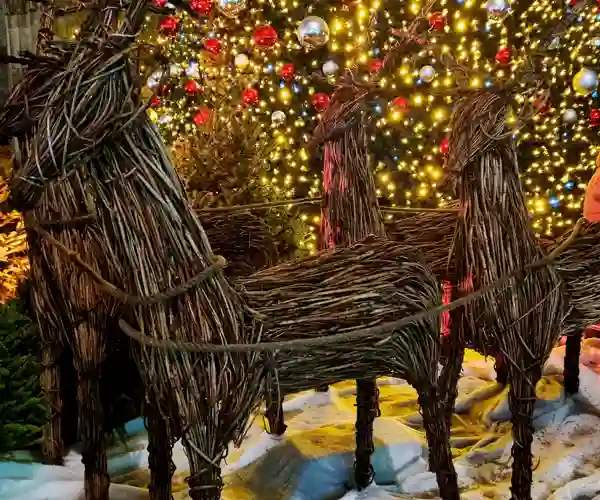 Reinsdyr i tre foran katedralen