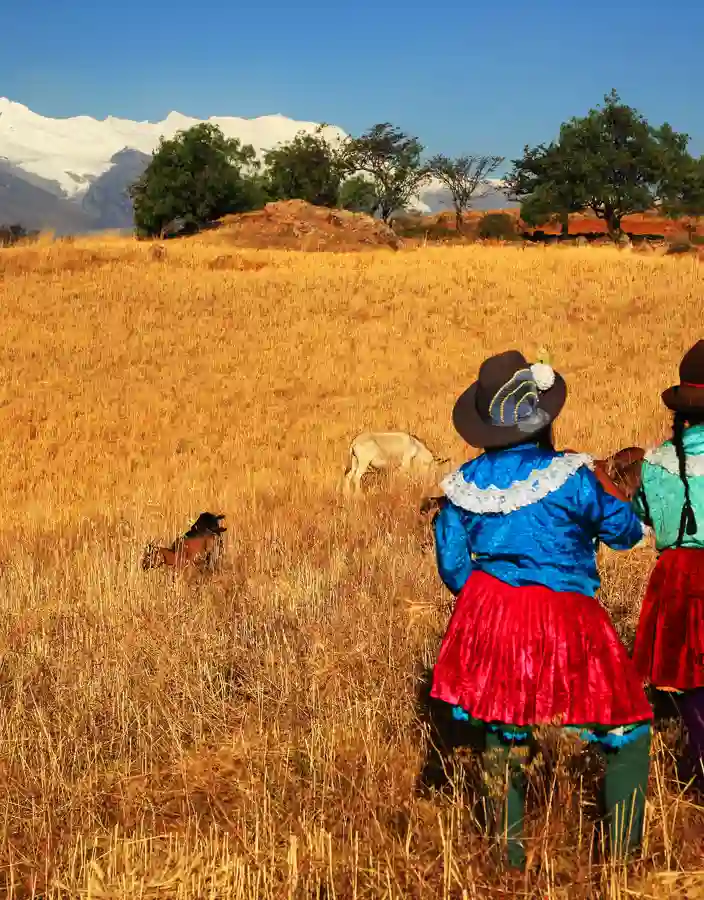 Quechua-kvinnor i traditionella kläder i Peru