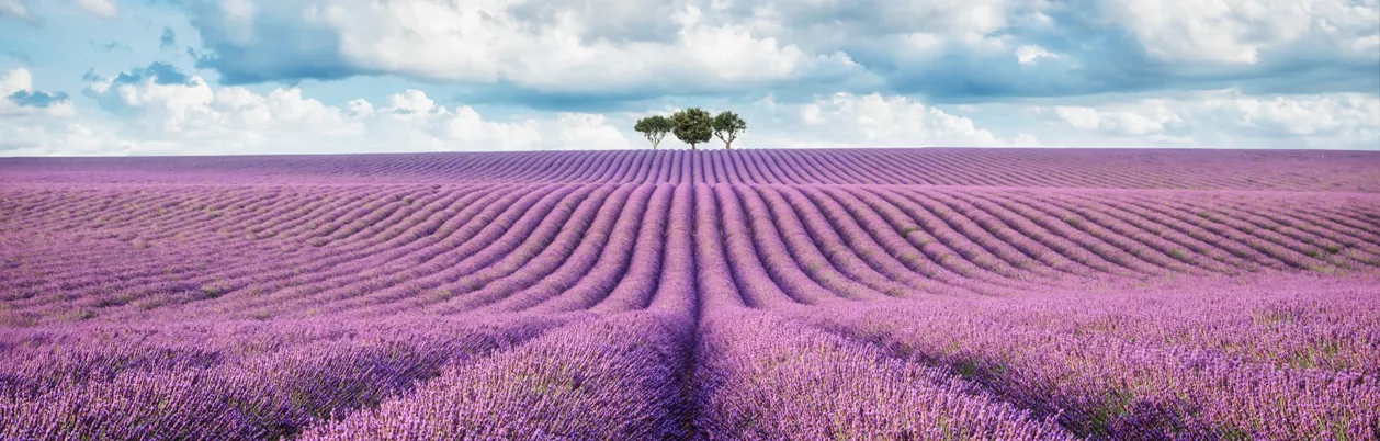 Lavendelmark i Provence