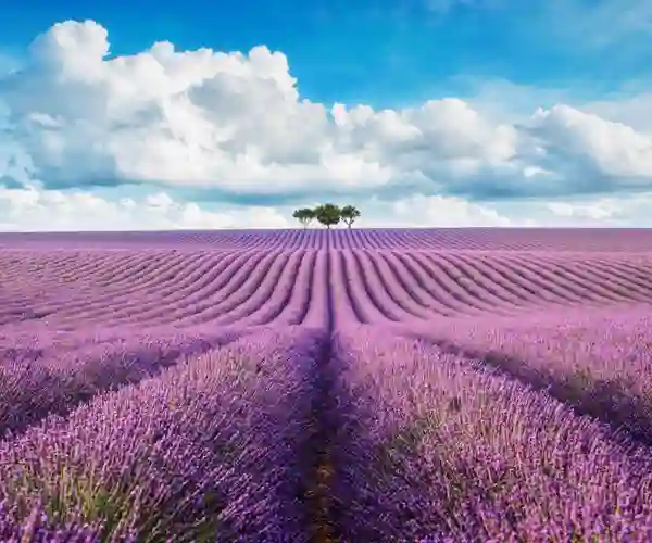 Lavendelmark i Provence