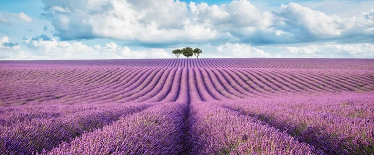 Lavendelmark i Provence