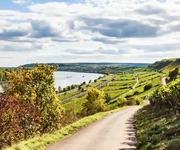 Vingård ved Rhinen i nærheten av Nierstein og Oppenheim