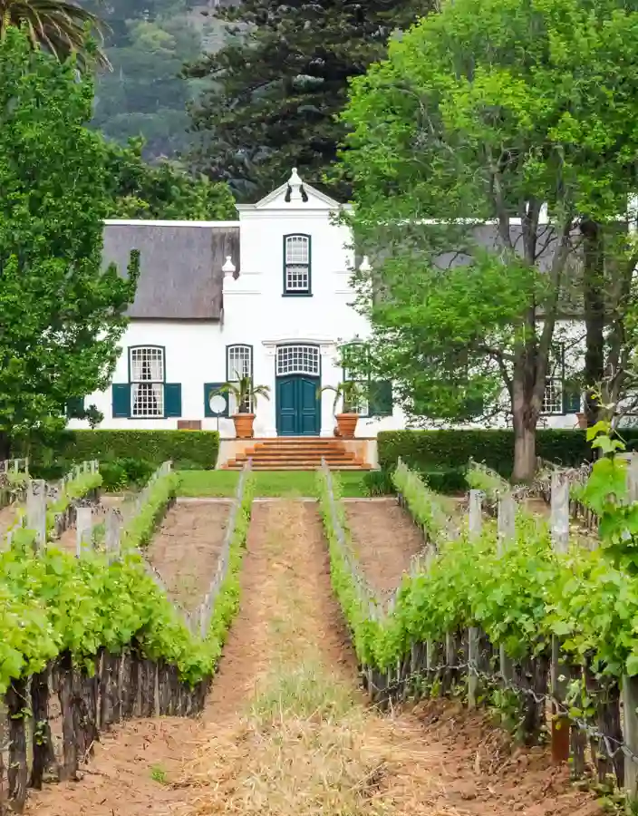 Vingård i Sydafrika