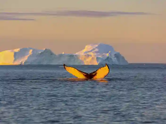 En val bryter vattenytan i ett gyllene ljus från solnedgången.
