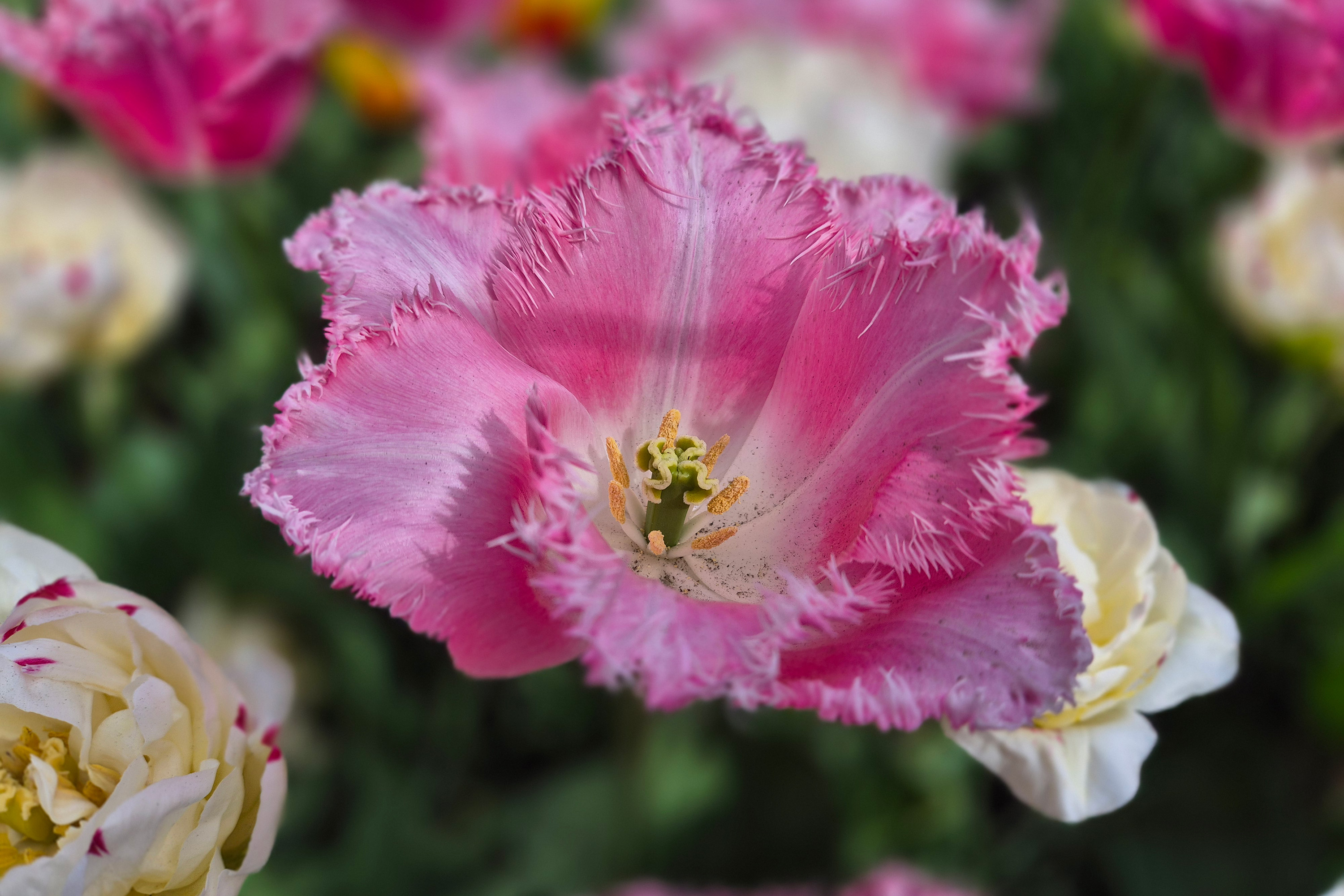 Blomsterprakt i Keukenhof