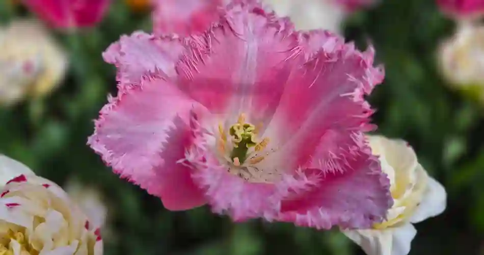 Blomsterprakt i Keukenhof