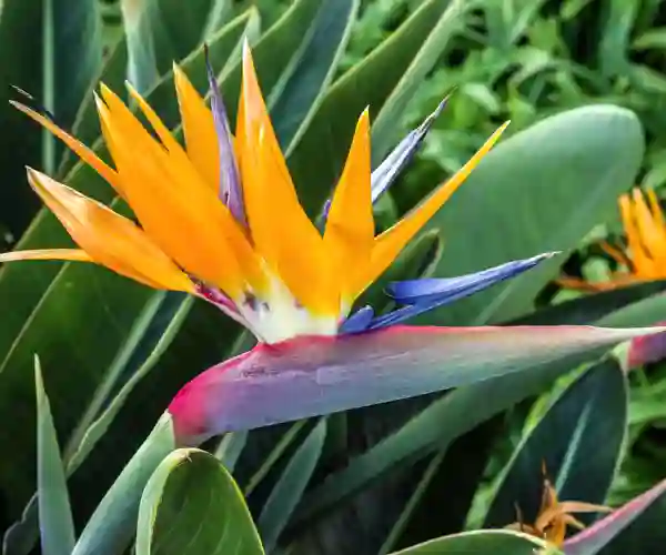 Paradisblomster, Madeira