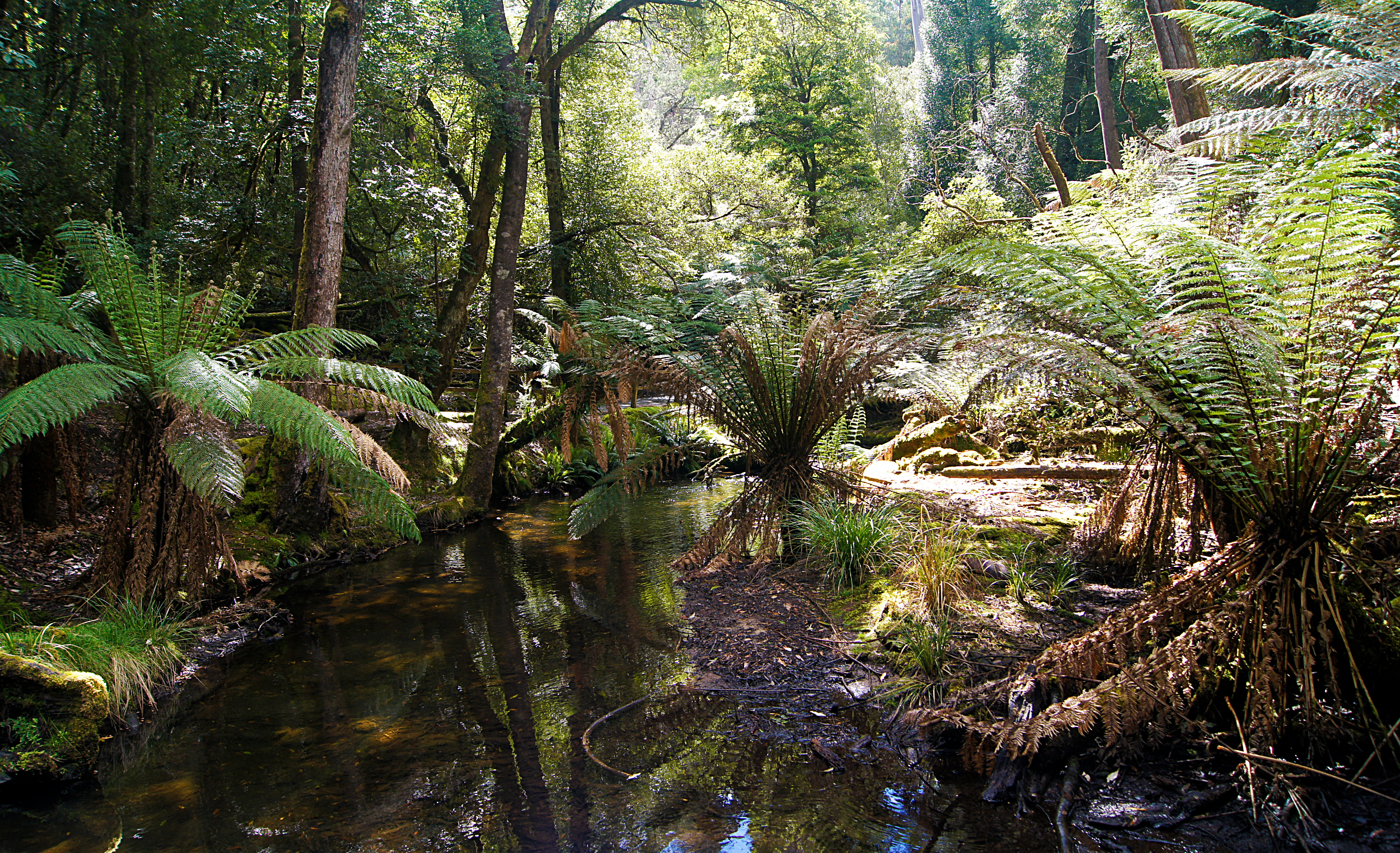 Regnskoven i Cradle Mountain