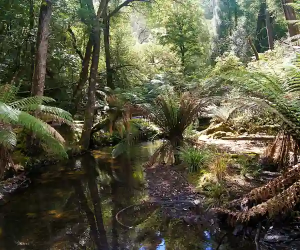 Regnskoven i Cradle Mountain