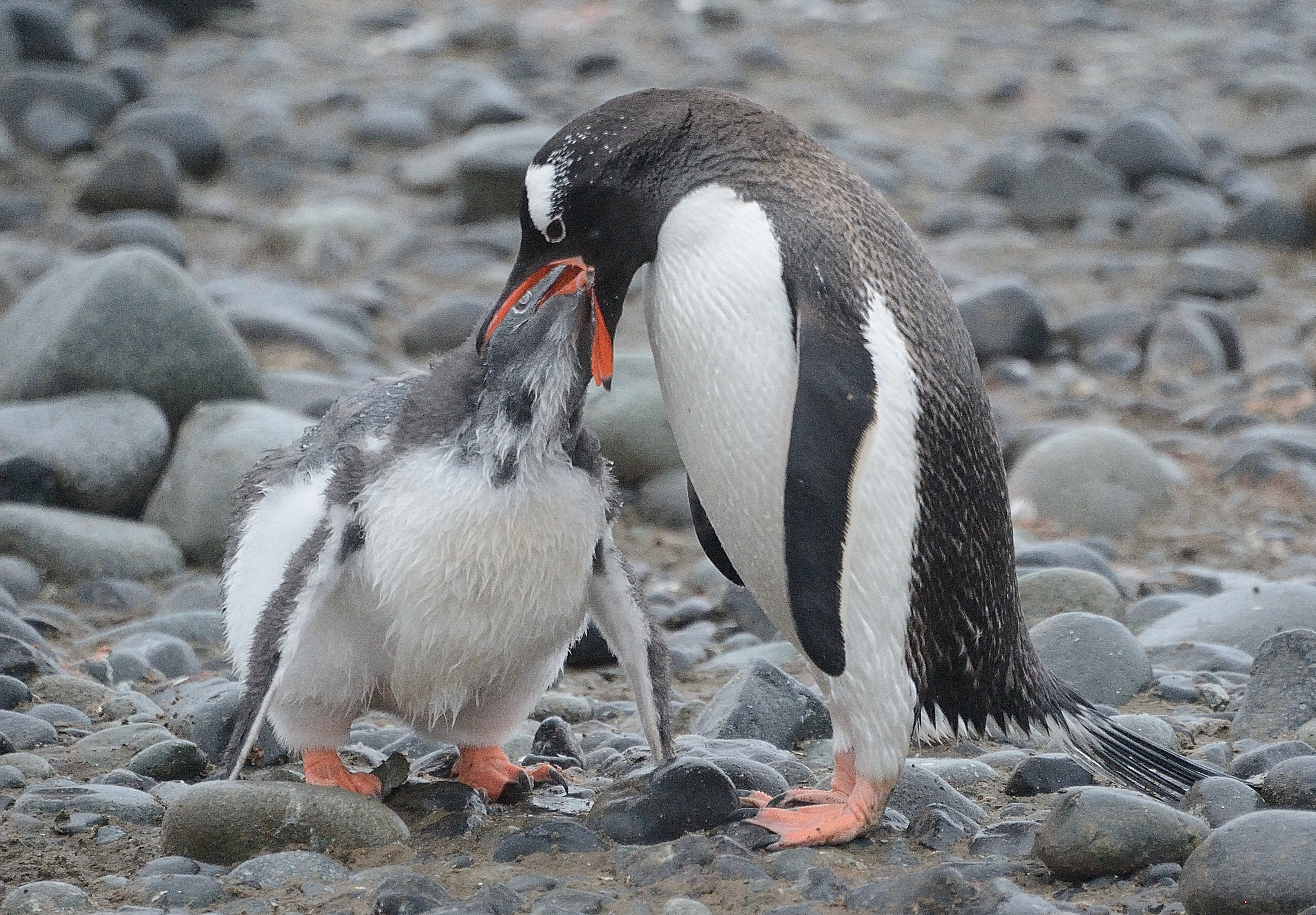Pigvinmamma som matar sin bebis