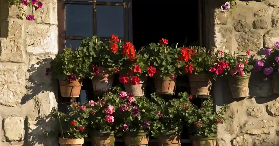 Stenhus med flera blomkrukor i fönstret