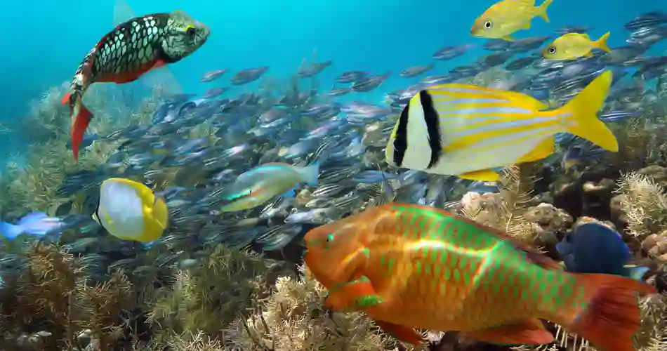 Korallrev med färgglada fiskar