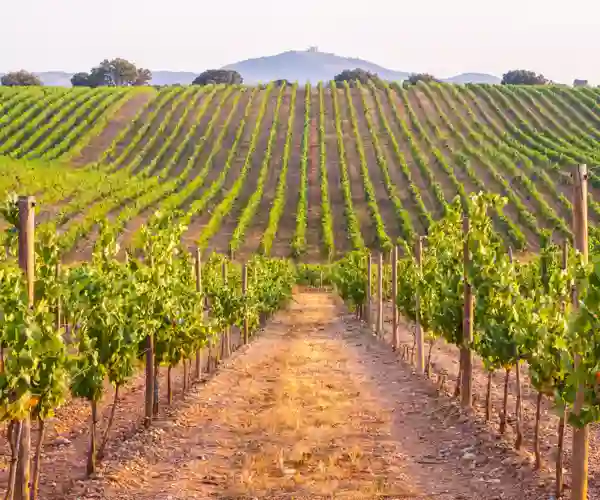 Vinranker i Alentejo
