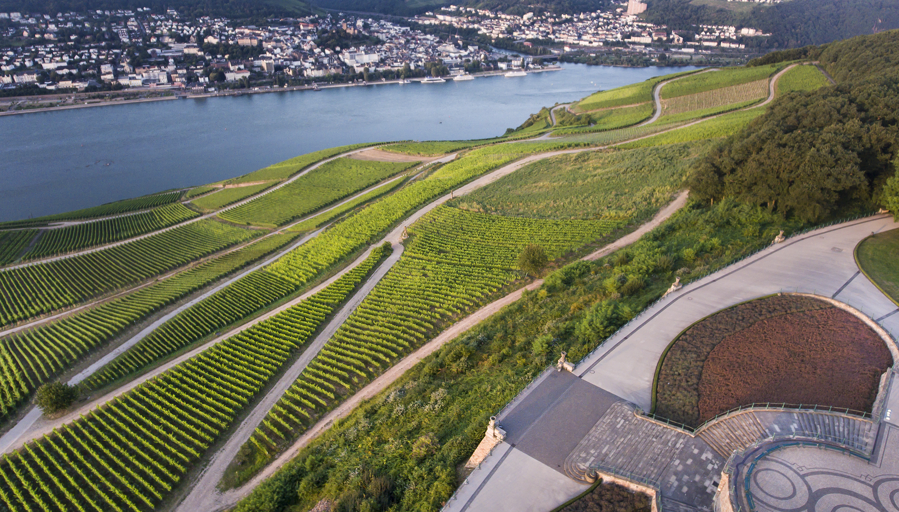 Vingårder i Rüdesheim