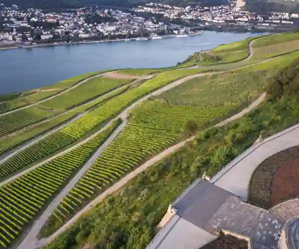 Vingårder i Rüdesheim