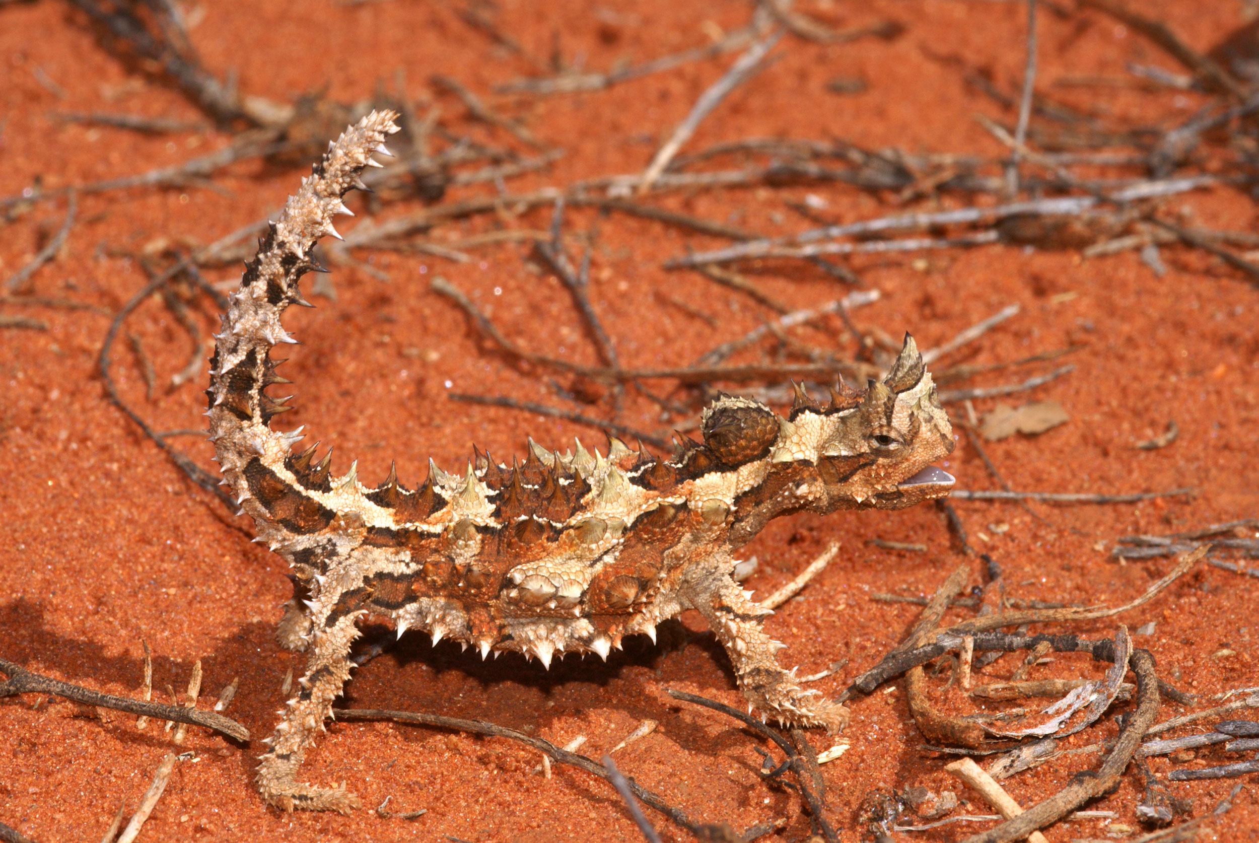 Australiens dyreliv