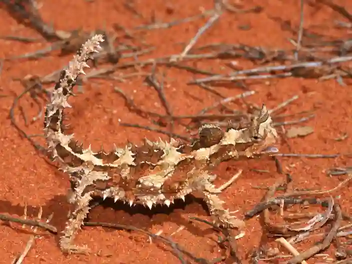 Australiens dyreliv