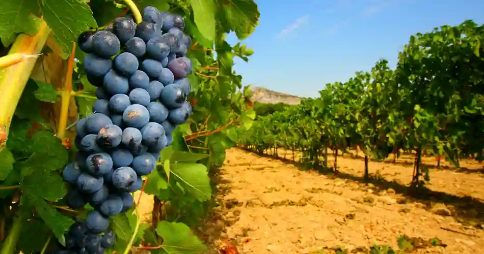 Rhone