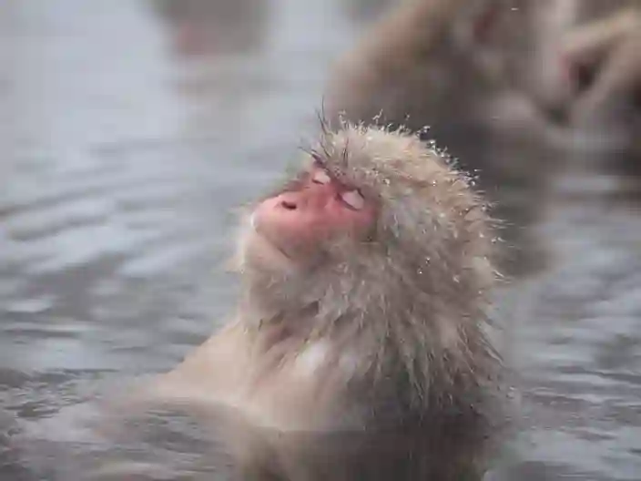 De japanske makakaber