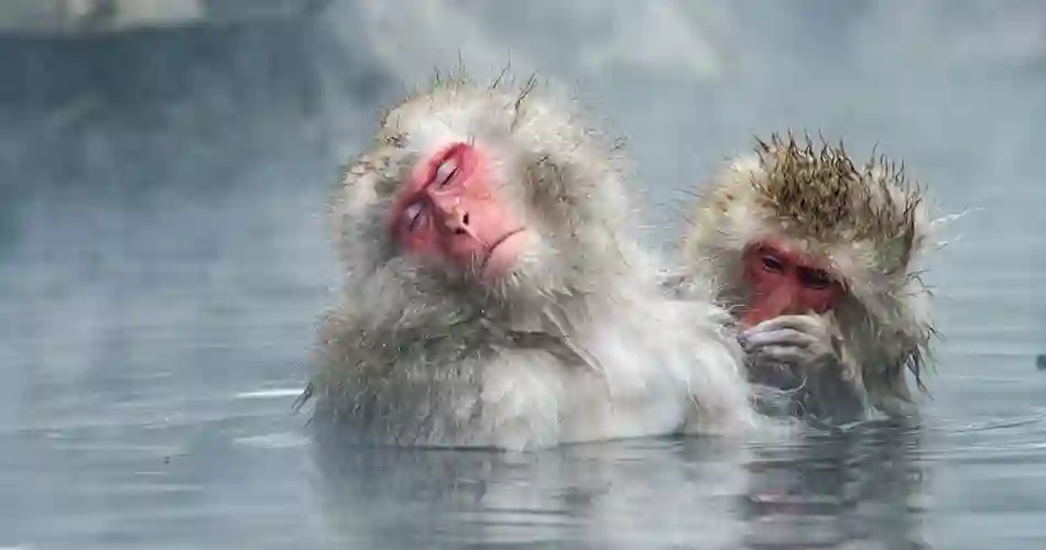 De japanske makakaber