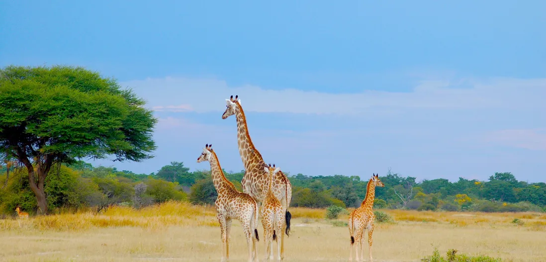 Hwange Nationalpark