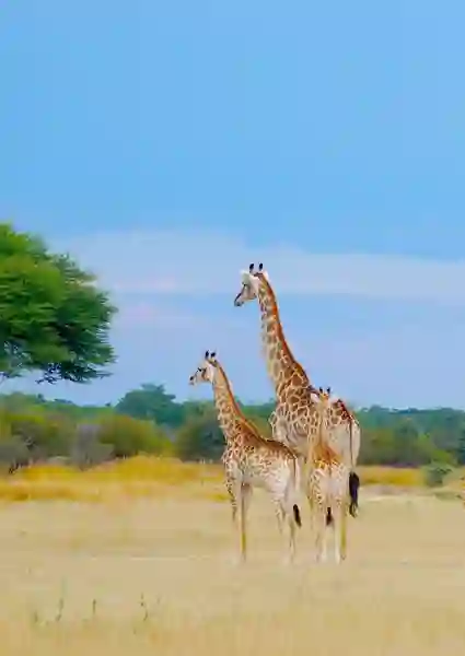 Hwange Nationalpark