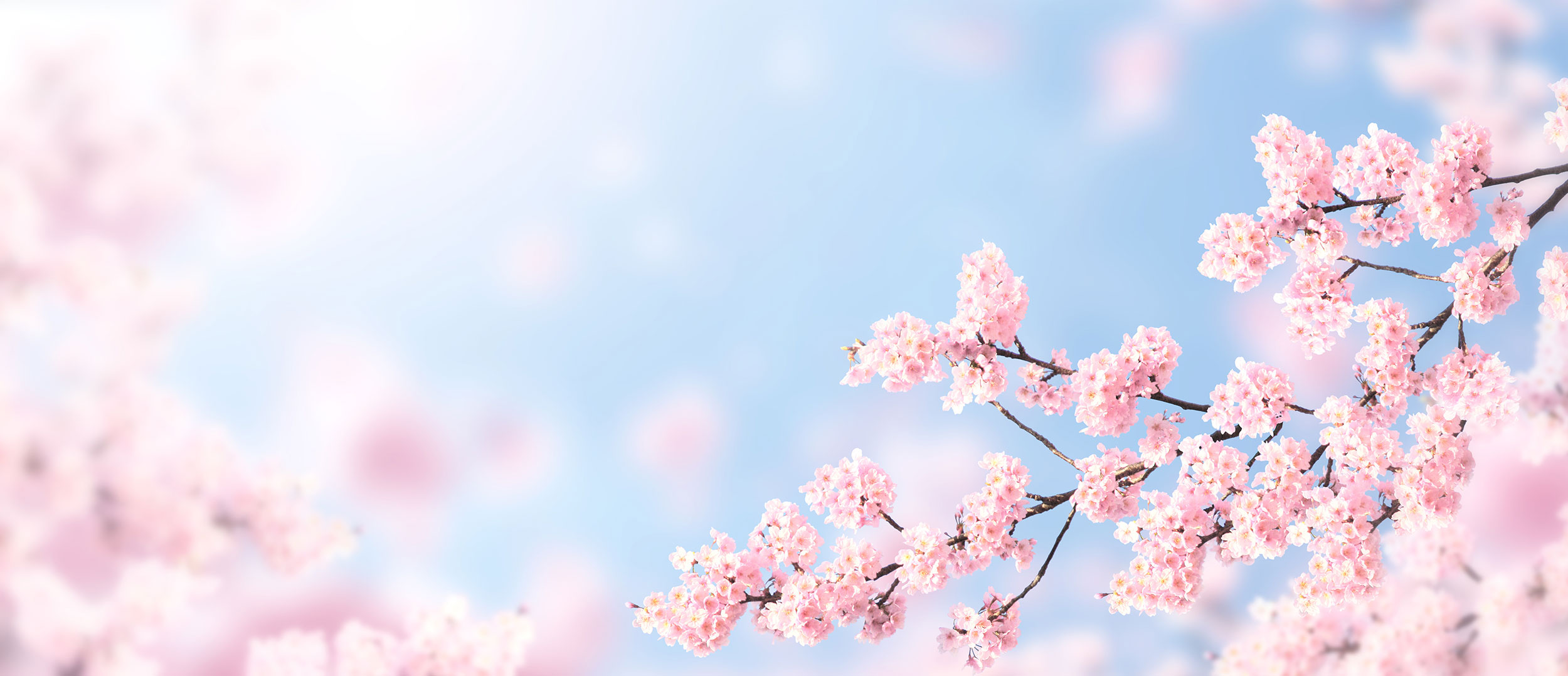 Sakura i blomst