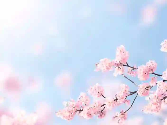 Sakura i blomst