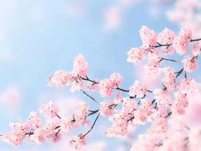 Sakura i blomst