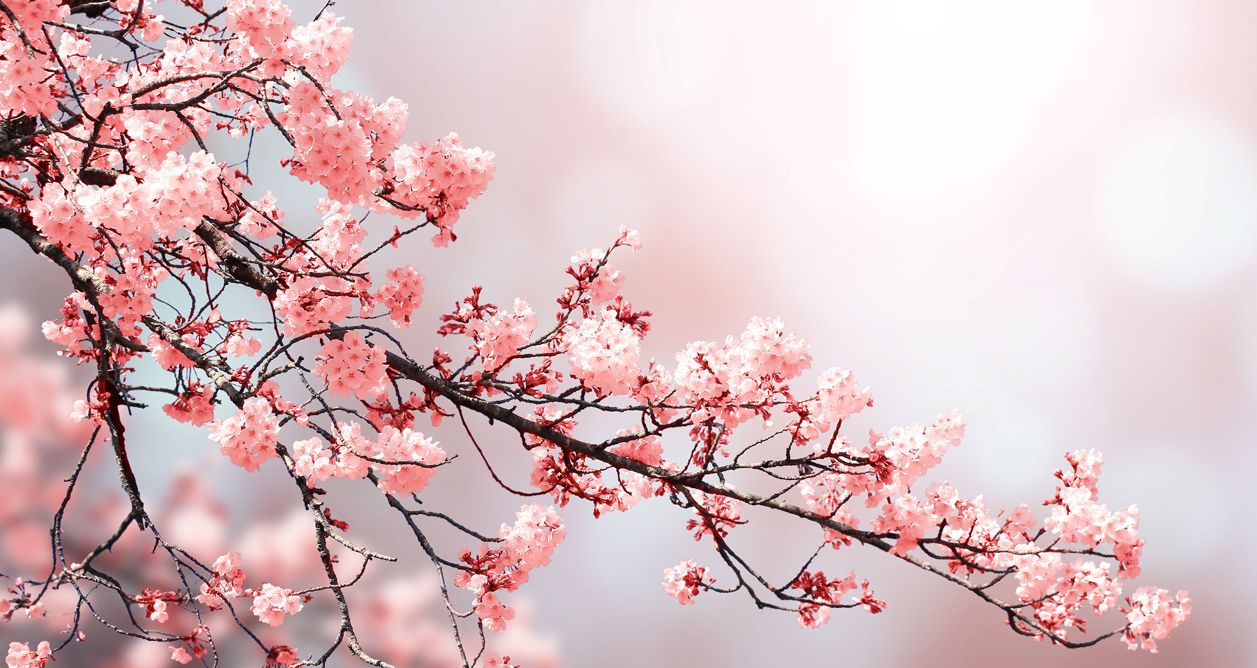 Sakura i blomst