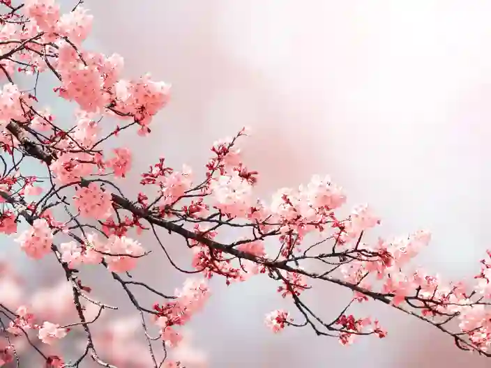 Sakura i blomst