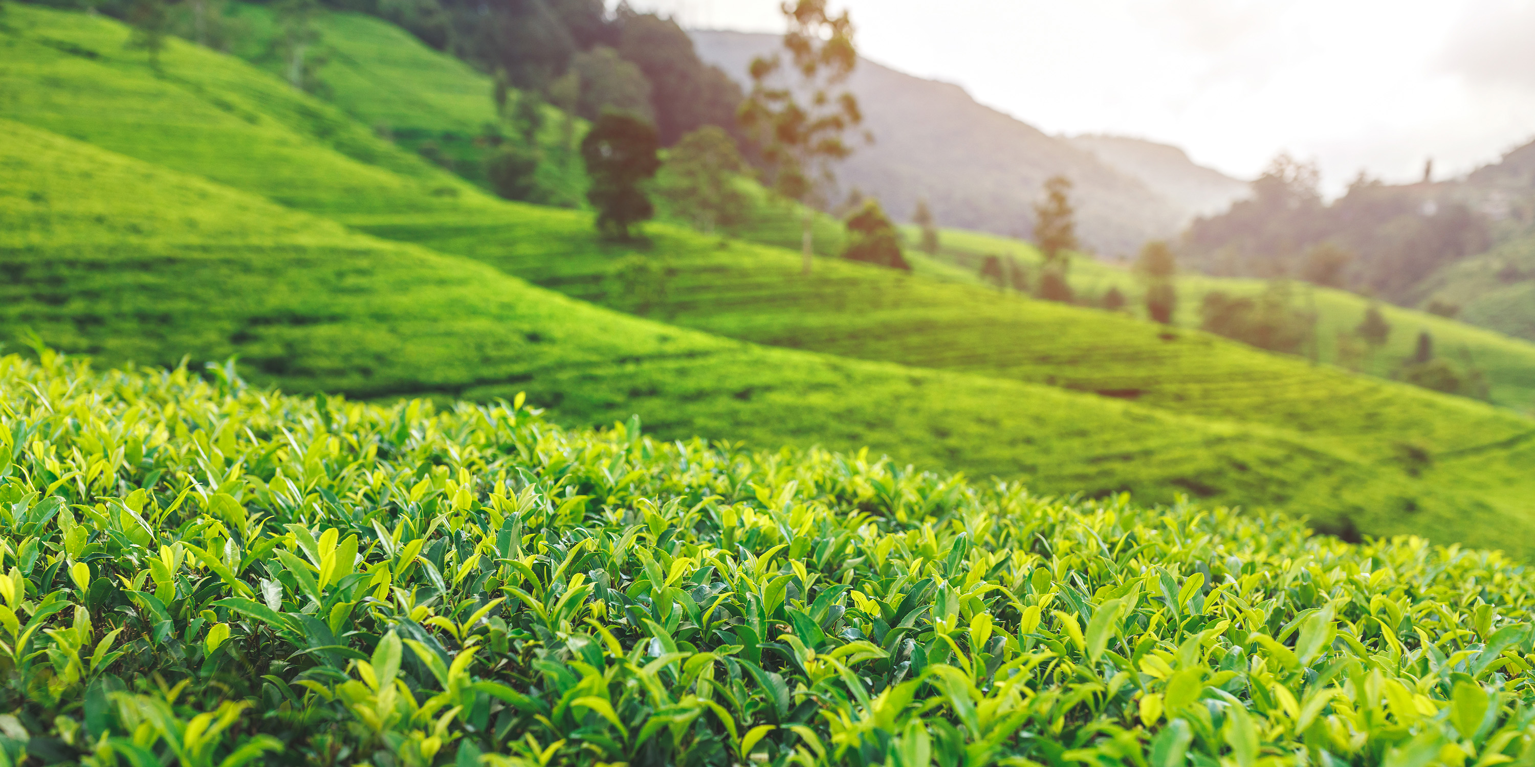 Teplantasje i Nuwara Eliya
