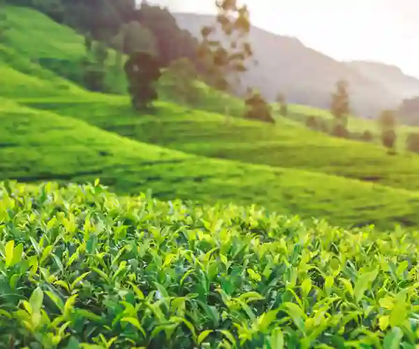Teplantasje i Nuwara Eliya