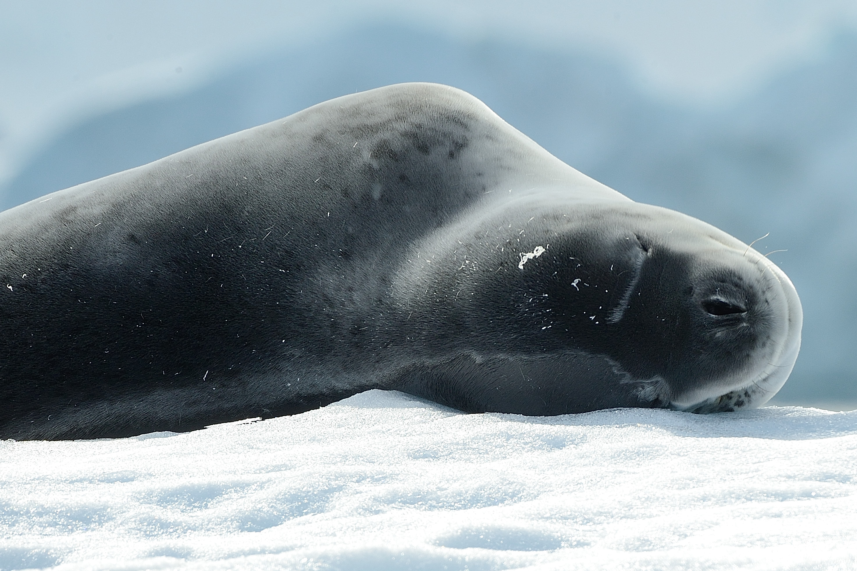 Säl som vilar på isflak Antarktis