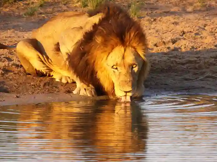 Lejon vid vattenhål