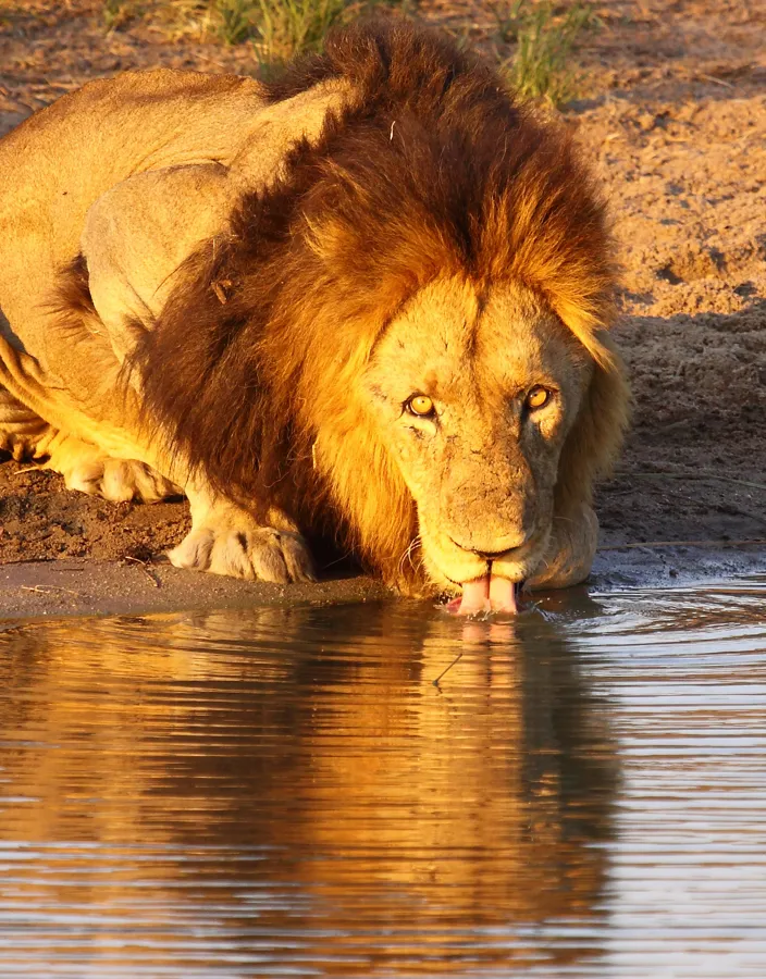 Lejon vid vattenhål