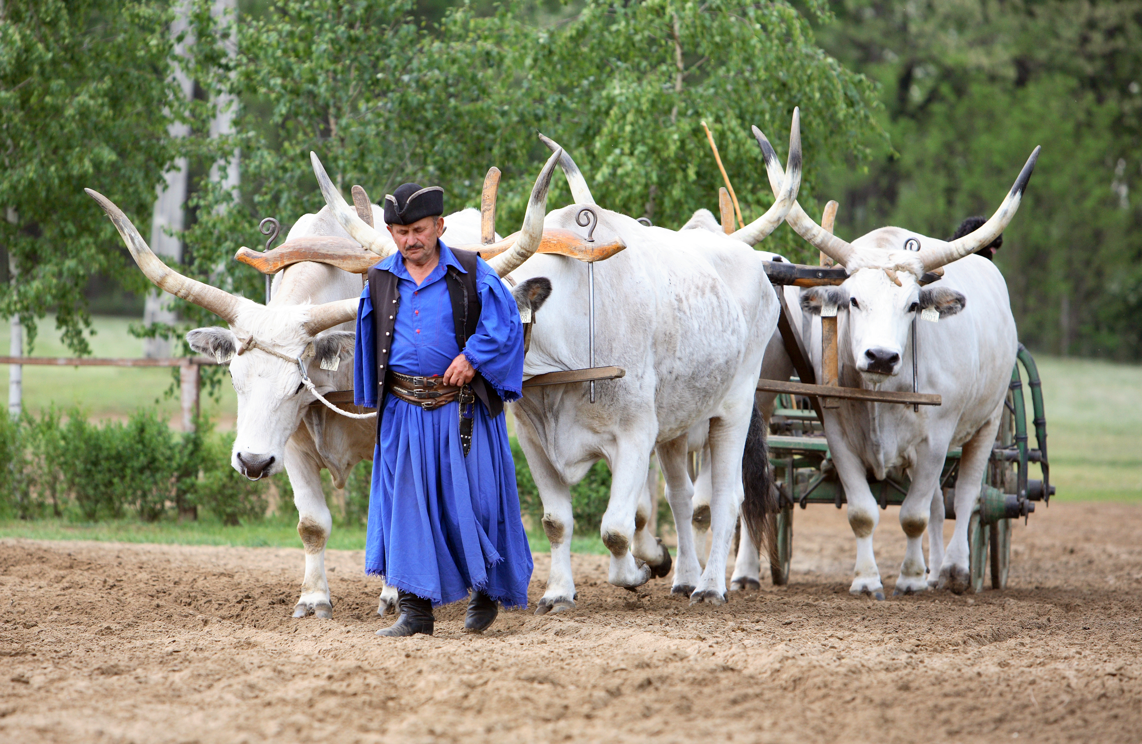 Puztaen - optræden af veltrænede ungarske heste og dristige ryttere.