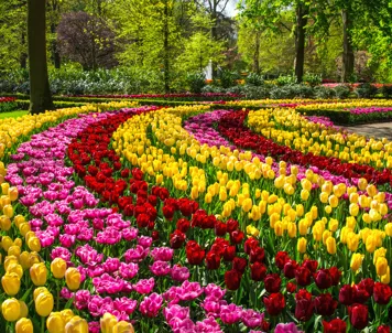 Keukenhof
