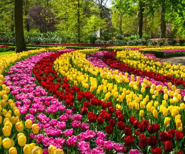 Keukenhof