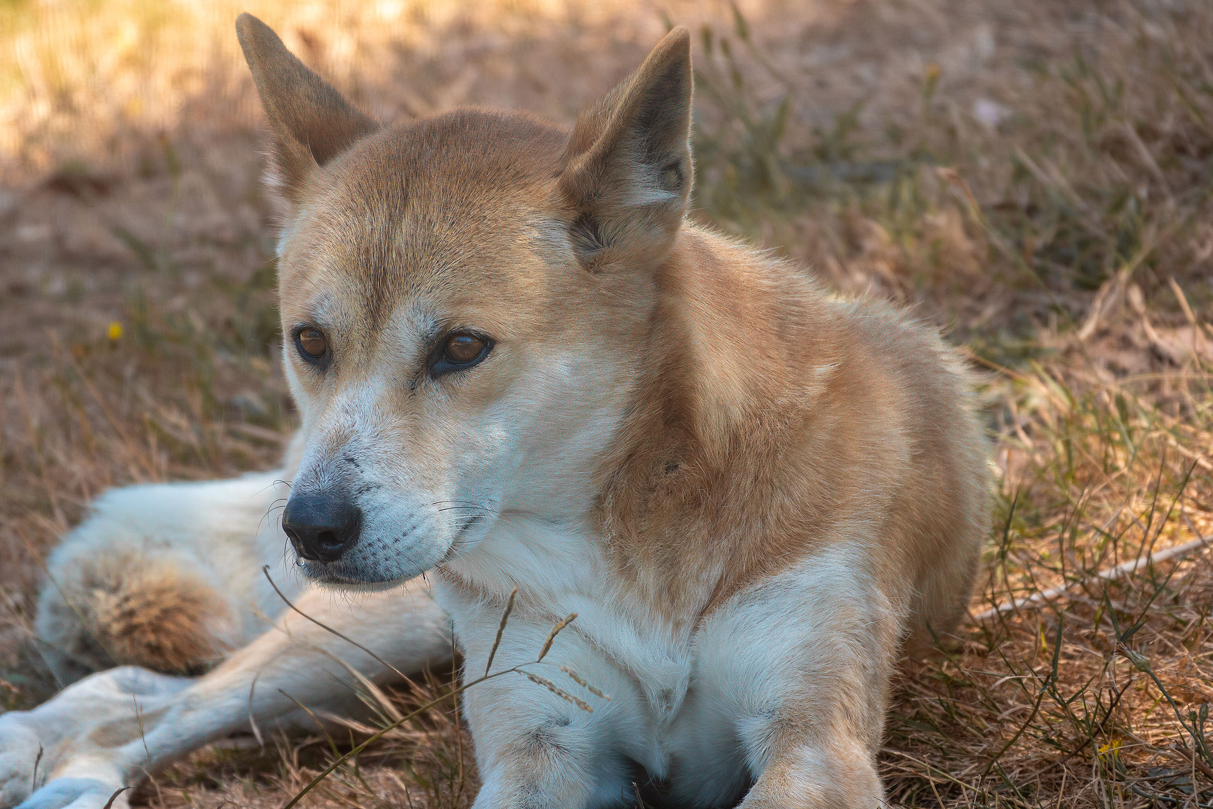 Dingo