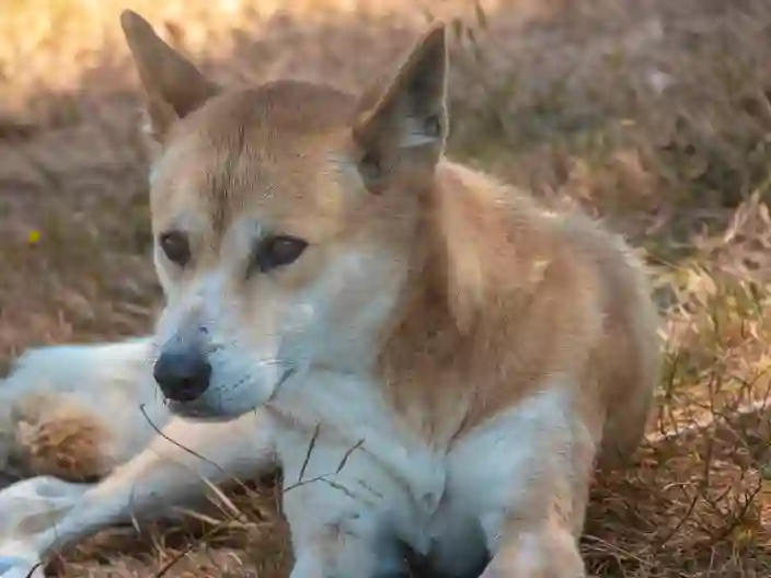 Dingo