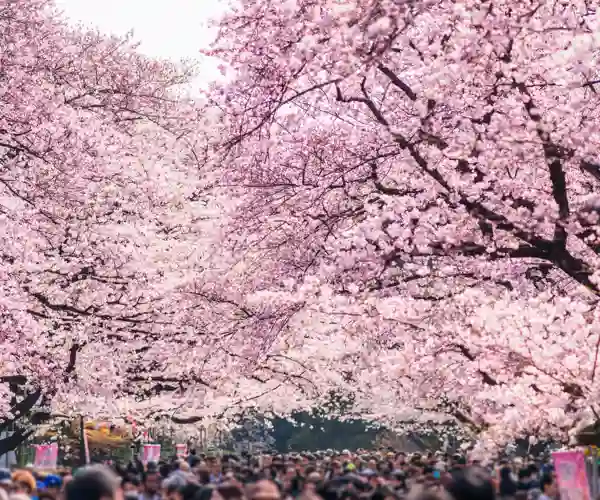 Kirsebærtræerne i blomst