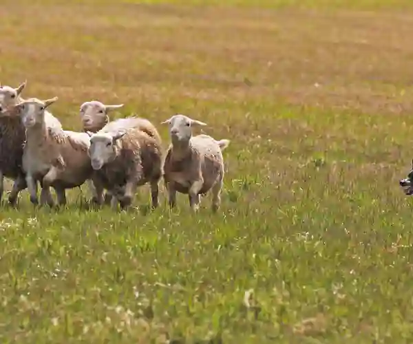 Hyrdehund på arbejde