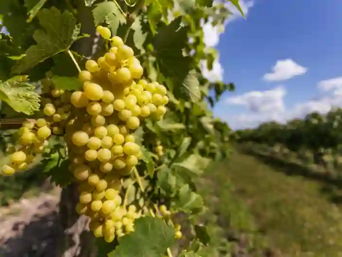 Hvordan fremstilles cognac?