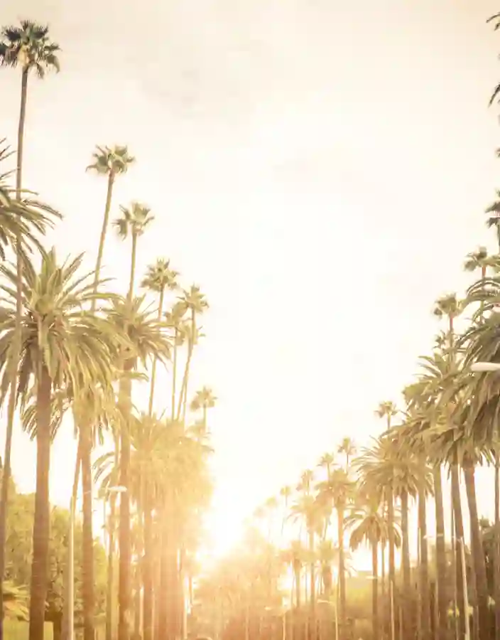 Palmer och soluppgång Los Angeles