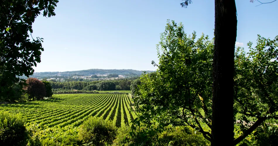 Portvin, vinho verde og meget mere