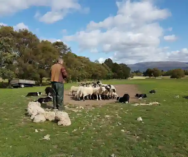 Hyrde med får og hunde