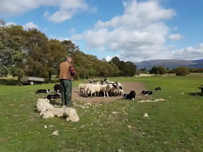 Hyrde med får og hunde
