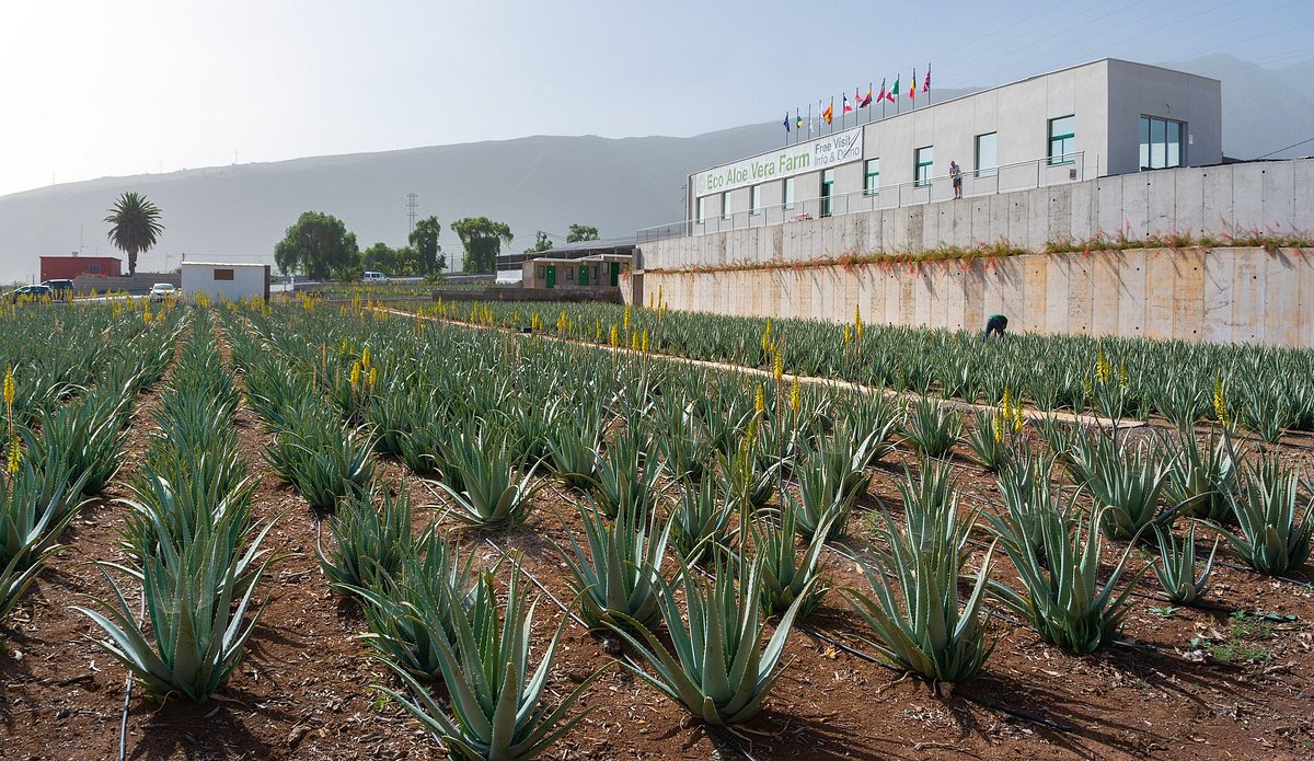 Finca Canarias Aloe Vera