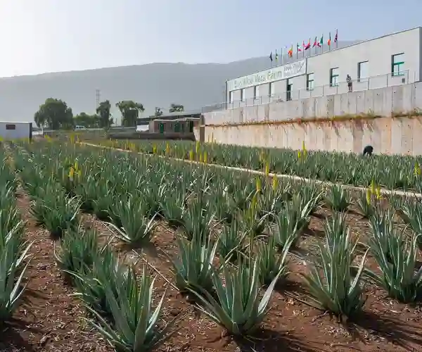 Finca Canarias Aloe Vera